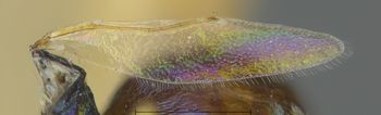 Media type: image;   Entomology 19622 Aspect: Wing hind